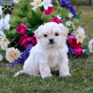 Hero, Shih-Poo Puppy