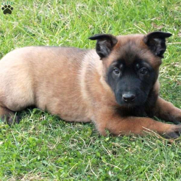Hoagie, Belgian Malinois Puppy