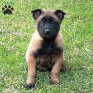 Hoagie, Belgian Malinois Puppy