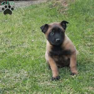 Hoagie, Belgian Malinois Puppy