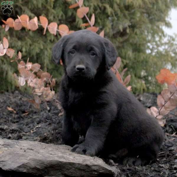 Holden, Black Labrador Retriever Puppy