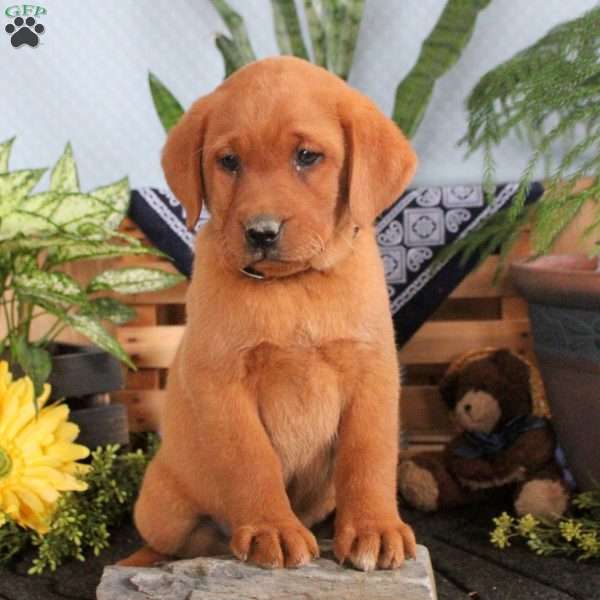 Hollis, Fox Red Labrador Retriever Puppy