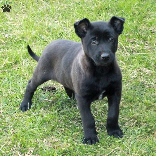 Holly, Belgian Malinois Puppy