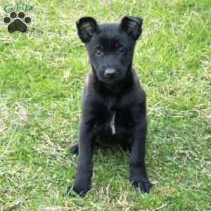 Holly, Belgian Malinois Puppy