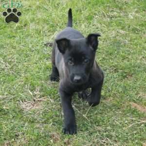 Holly, Belgian Malinois Puppy