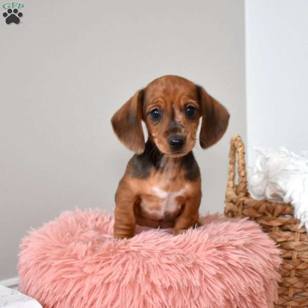 Honey, Dachshund Puppy