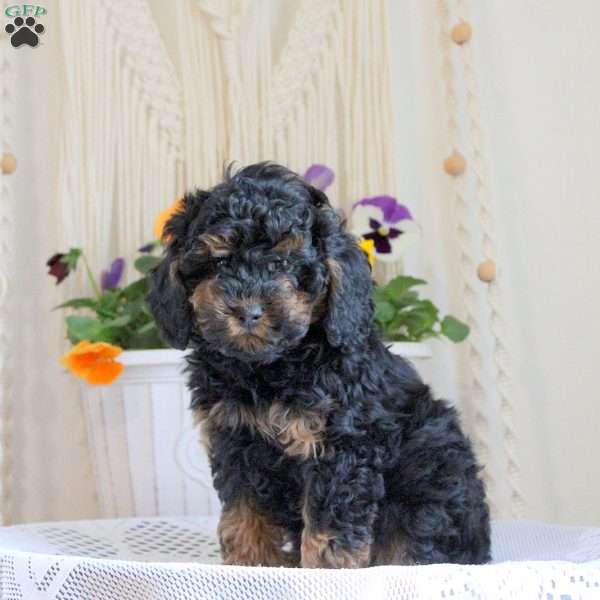 Honey, Toy Poodle Puppy