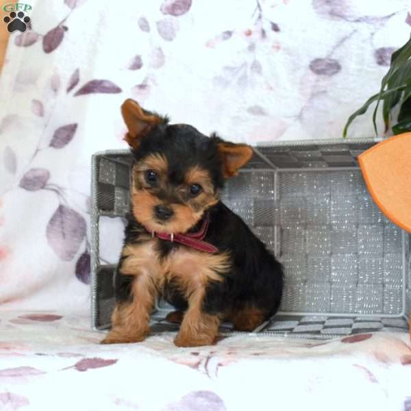 Honey, Yorkie Poo Puppy
