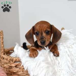 Honey, Dachshund Puppy