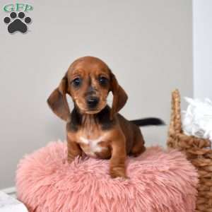 Honey, Dachshund Puppy