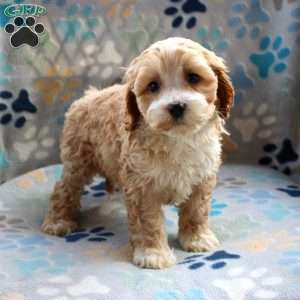 Honey Bun, Cockapoo Puppy