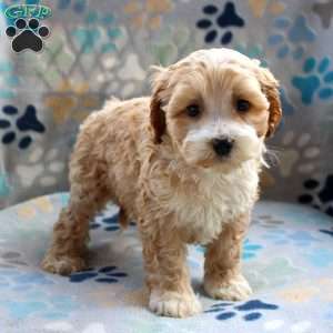 Honey Bun, Cockapoo Puppy