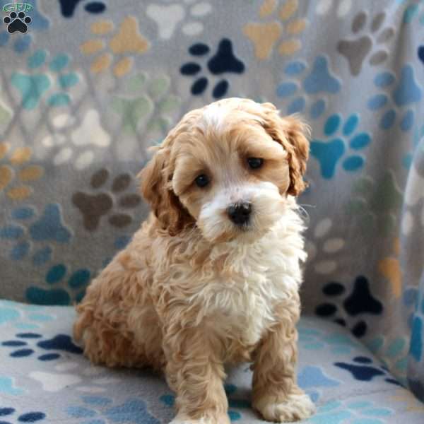 Honey Bun, Cockapoo Puppy