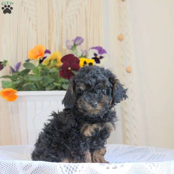 Hope, Toy Poodle Puppy