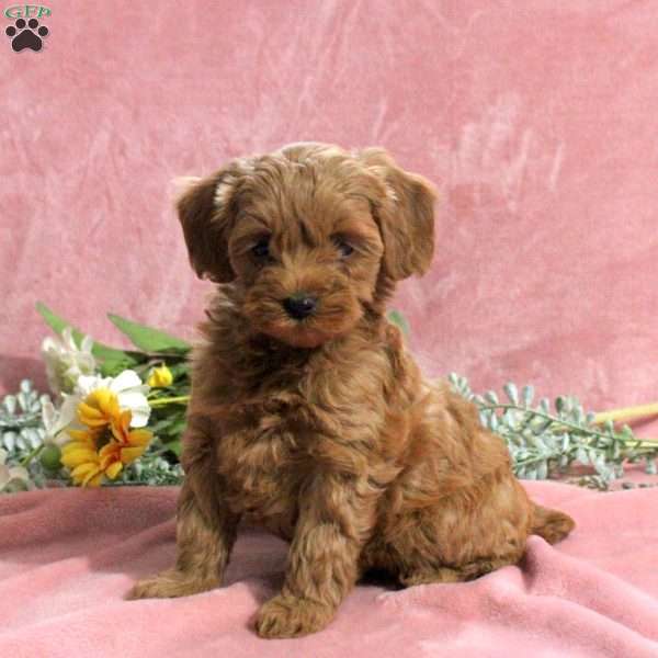 Hope, Mini Goldendoodle Puppy