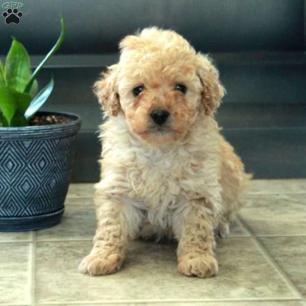 Hope, Miniature Poodle Puppy