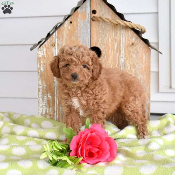 Hope, Miniature Poodle Mix Puppy