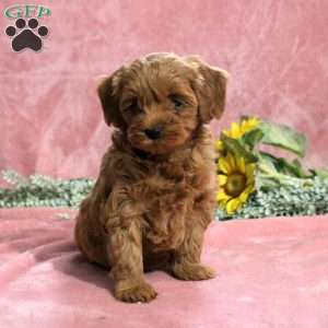 Hope, Mini Goldendoodle Puppy