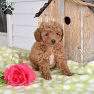 Hope, Miniature Poodle Mix Puppy