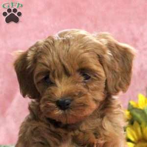Hope, Mini Goldendoodle Puppy