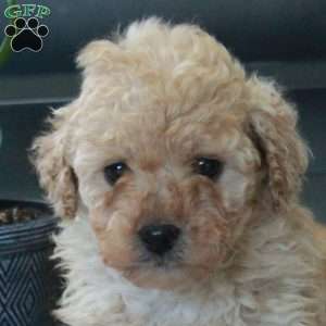 Hope, Miniature Poodle Puppy