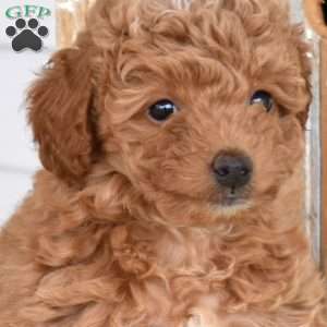 Hope, Miniature Poodle Mix Puppy
