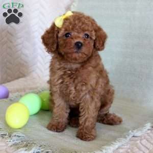 Hope, Toy Poodle Puppy