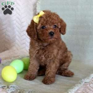 Hope, Toy Poodle Puppy