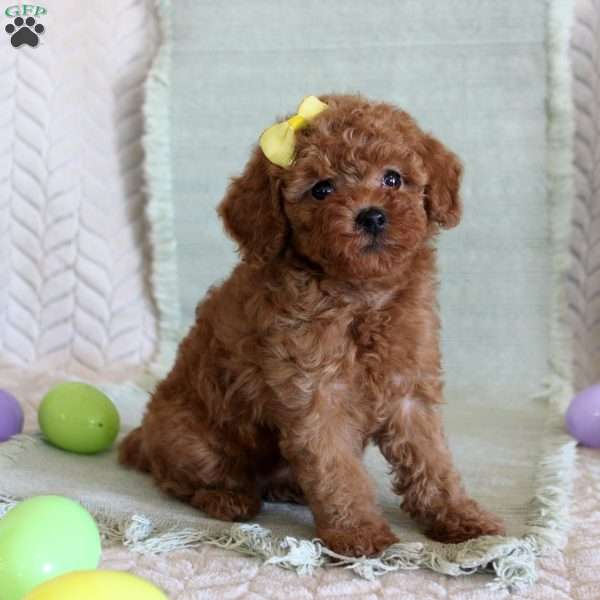 Hope, Toy Poodle Puppy