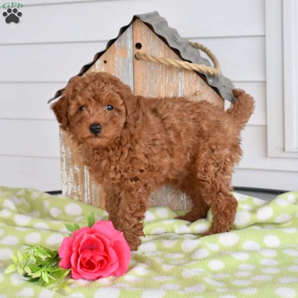 Hopper, Miniature Poodle Mix Puppy