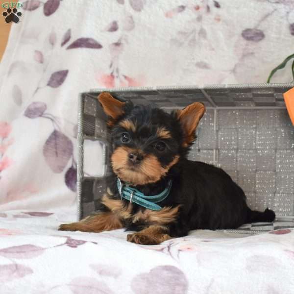 Hopper, Yorkie Poo Puppy