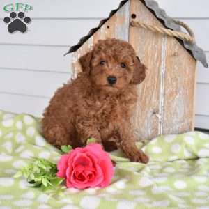 Hopper, Miniature Poodle Mix Puppy
