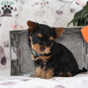 Hopper, Yorkie Poo Puppy