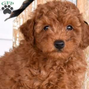 Hopper, Miniature Poodle Mix Puppy