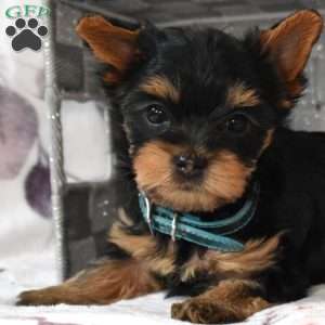 Hopper, Yorkie Poo Puppy