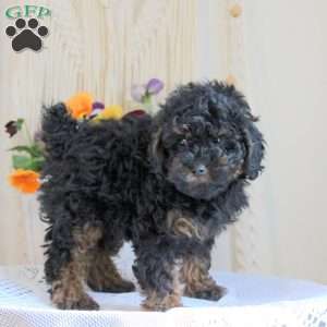 Houston, Toy Poodle Puppy