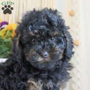 Houston, Toy Poodle Puppy
