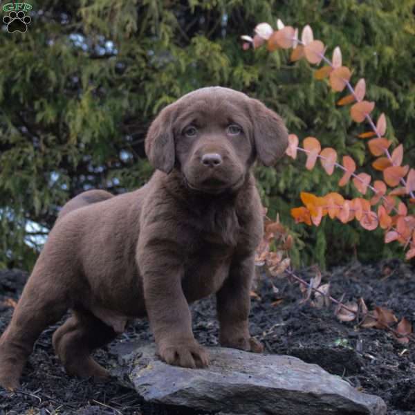 Hudson, Chocolate Labrador Retriever Puppy