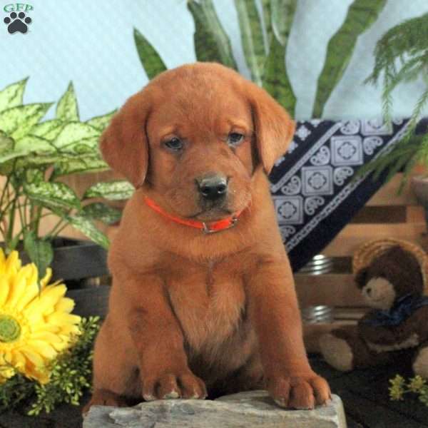 Hudson, Fox Red Labrador Retriever Puppy