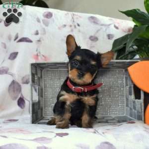 Hudson, Yorkie Poo Puppy