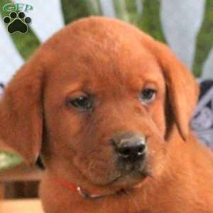 Hudson, Fox Red Labrador Retriever Puppy