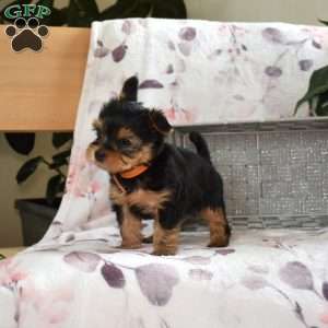 Hudson, Yorkie Poo Puppy