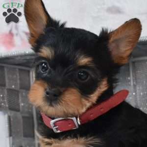 Hudson, Yorkie Poo Puppy