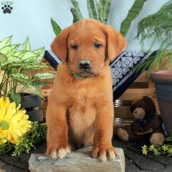 Hugo, Fox Red Labrador Retriever Puppy