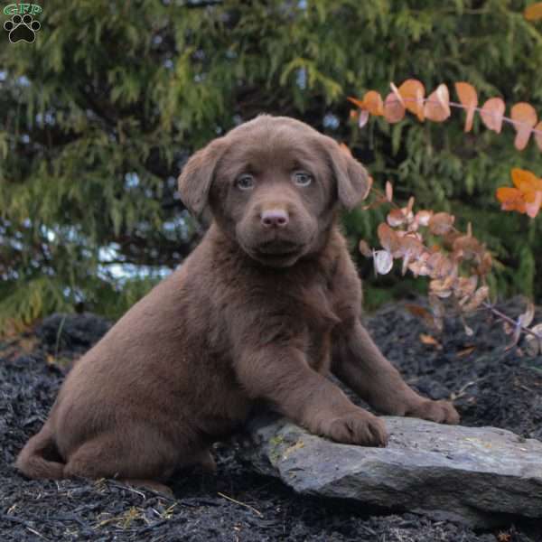 Hugo, Chocolate Labrador Retriever Puppy