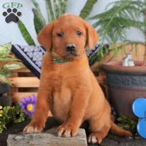 Hugo, Fox Red Labrador Retriever Puppy