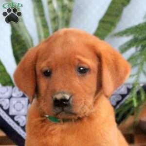 Hugo, Fox Red Labrador Retriever Puppy