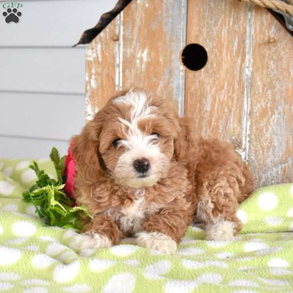 Hunter, Miniature Poodle Mix Puppy