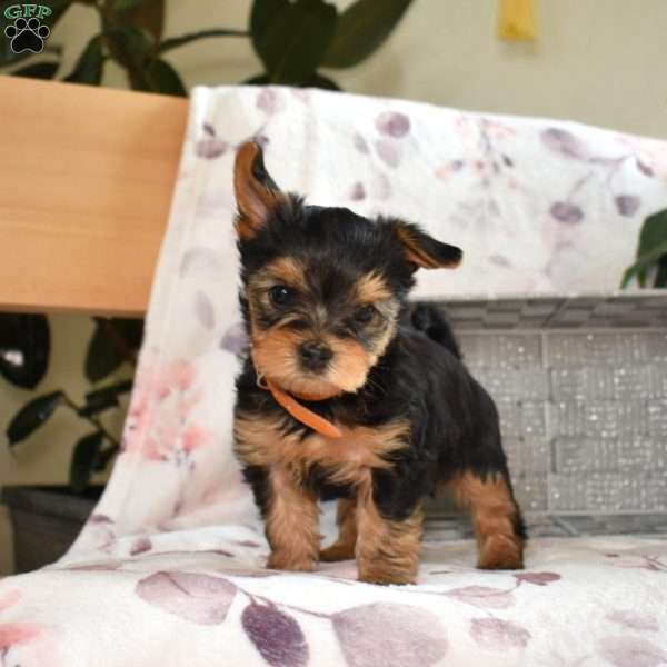 Hunter, Yorkie Poo Puppy