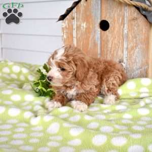 Hunter, Miniature Poodle Mix Puppy